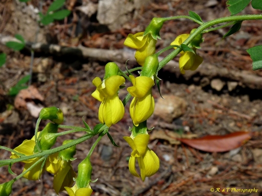{Thermopsis fraxinifolia}
